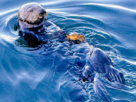 What Sea Otters and Sparrows Teach Us About Trust
