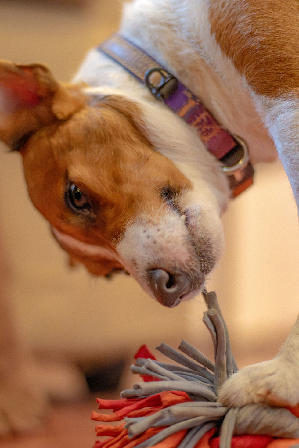 Flynn, a Jack Russell Terrier, playing with a tug toy during his pet portrait shoot