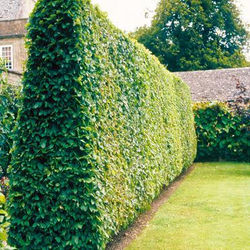 -Jardinage-.jpg