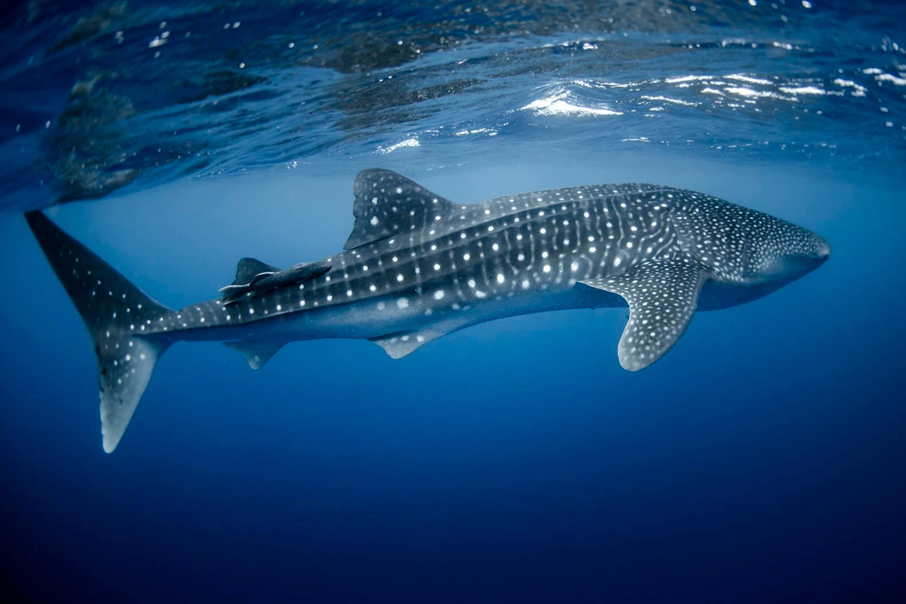 Day 4: Whale Shark - Kandu