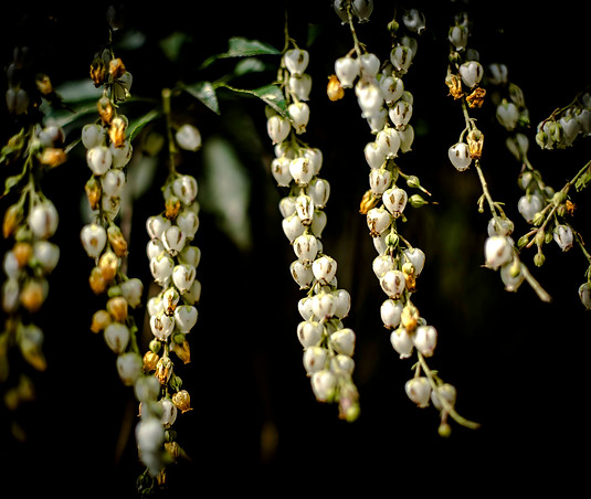 Fine art photograph by Cassandra capturing stillness, emotion, and quiet beauty through light and form.