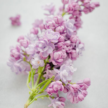 Still Sitting On The Fence About Fragrance? Natural vs Synthetic Perfumes