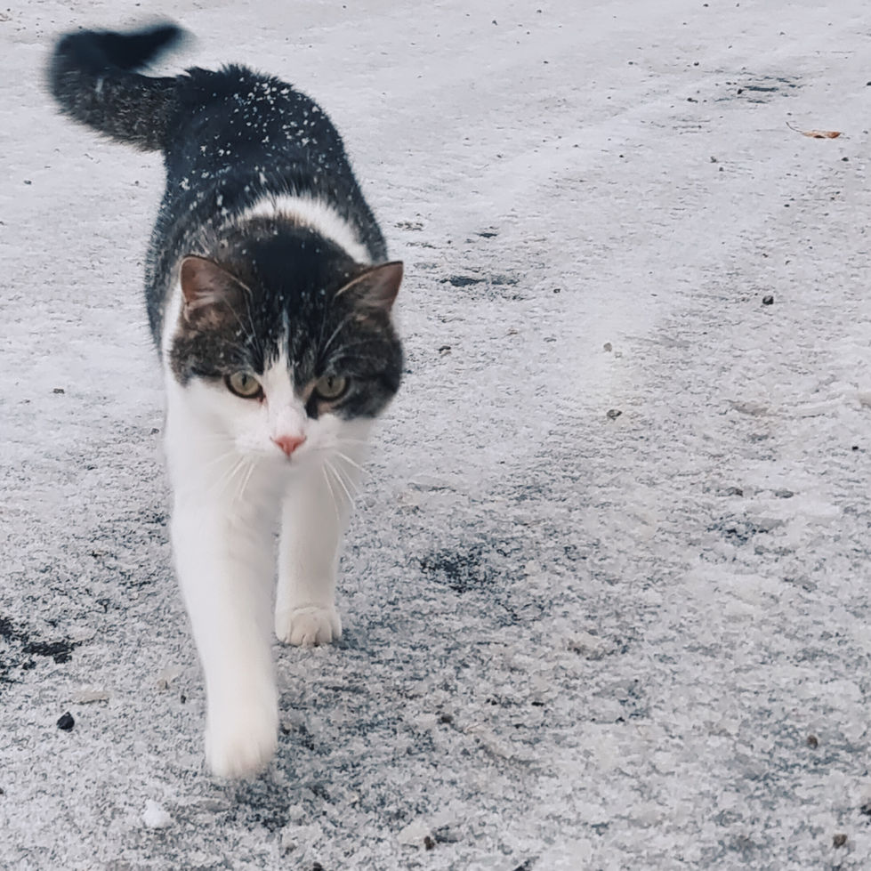 Picsart_23-12-03_09-18-56-412