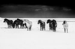 Cavalos da Islândia/Icelandic horses