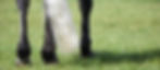 horse at a competition
