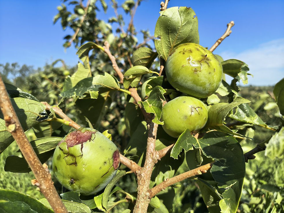 caqui atingido pela granizo