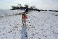 A beige dog running on a snowy beach wearing an orange bandana that says rescue bag