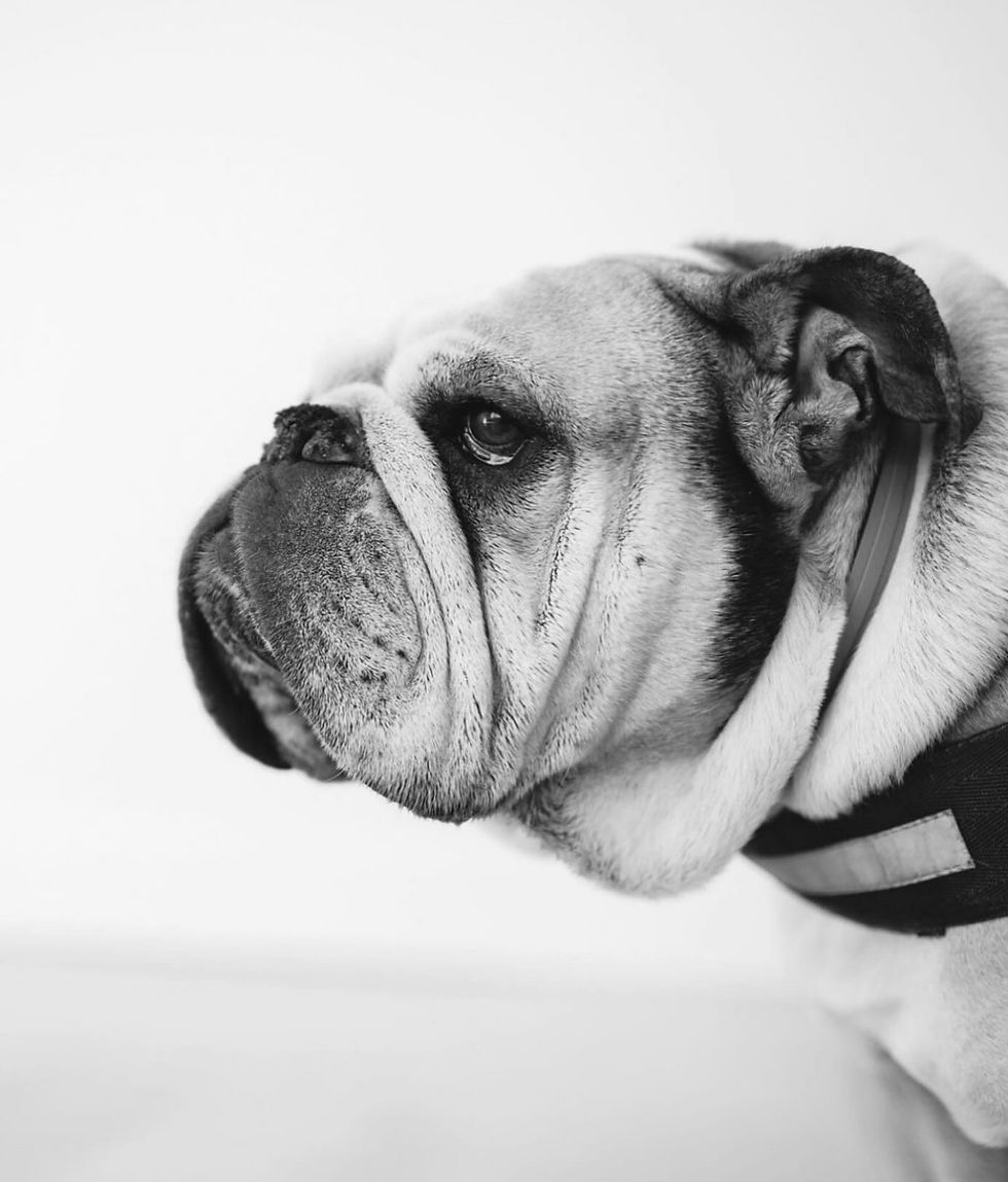 In memory of Maximus