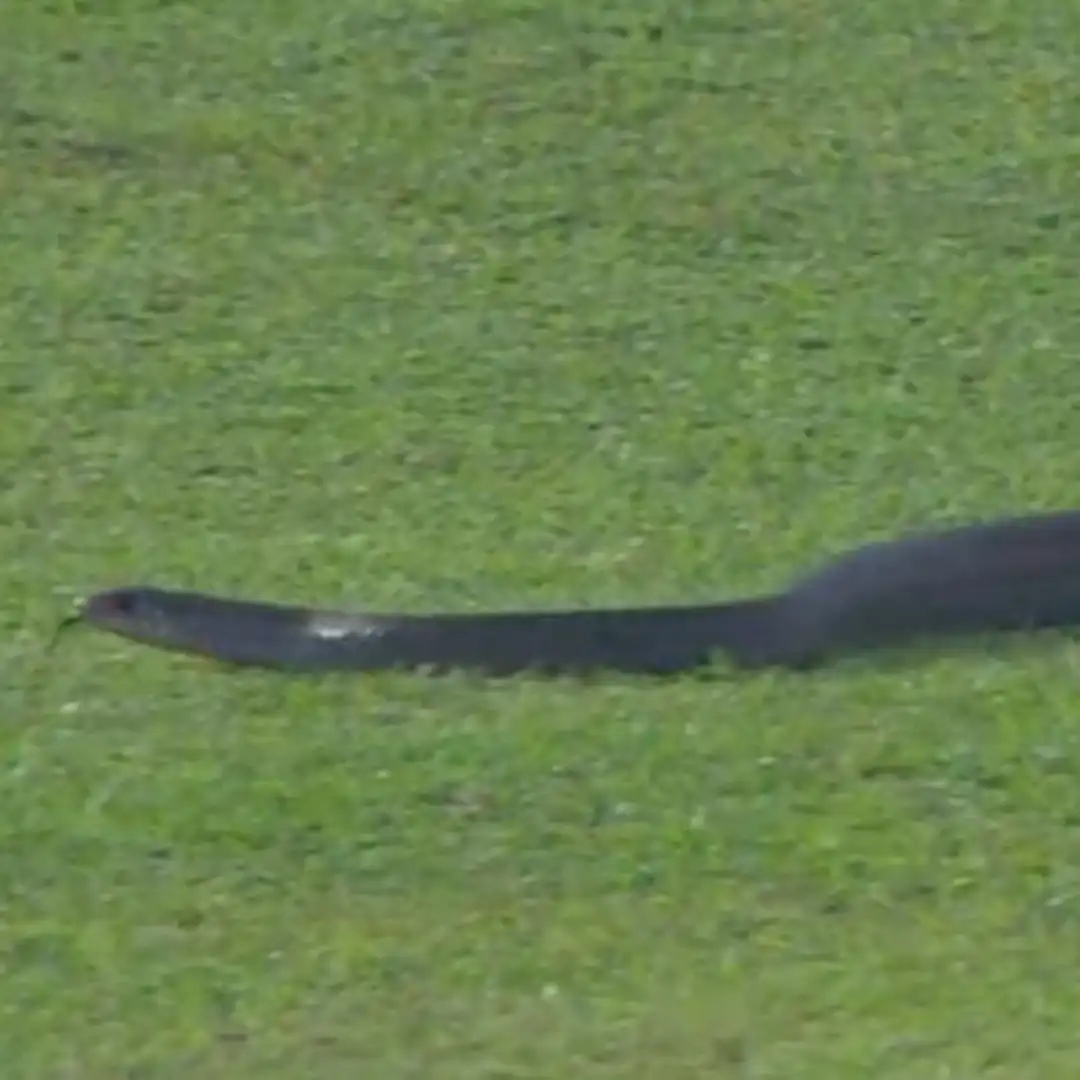 Snake Enters Field, Interrupted LPL Match