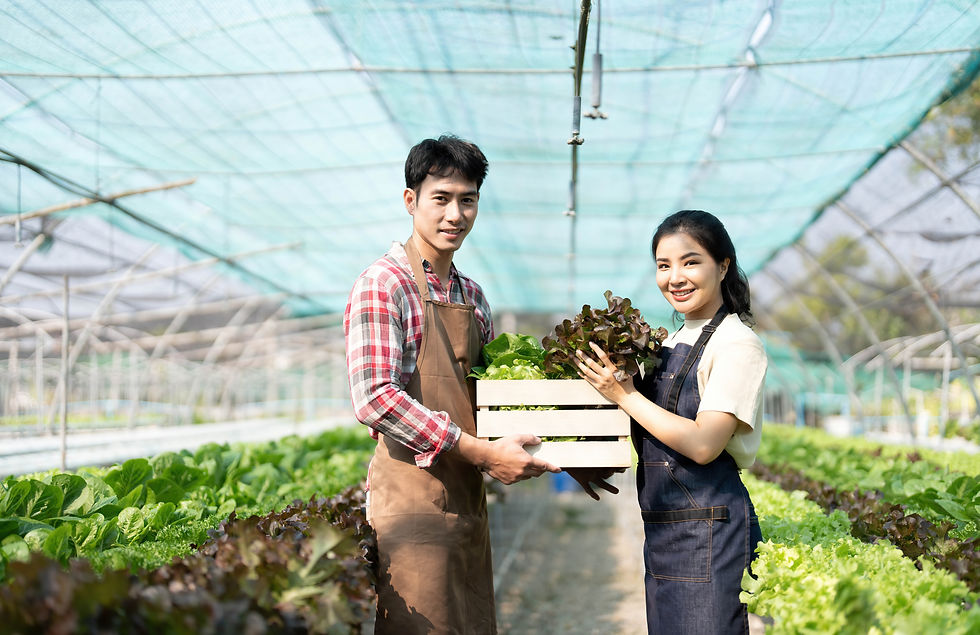 Dois agricultores sorridentes seguram uma caixa de alfaces em uma estufa verde e ensolarada.