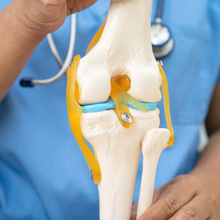 Profissional de saúde em azul segura modelo anatômico do joelho com ligamentos amarelos e azuis, em ambiente clínico.