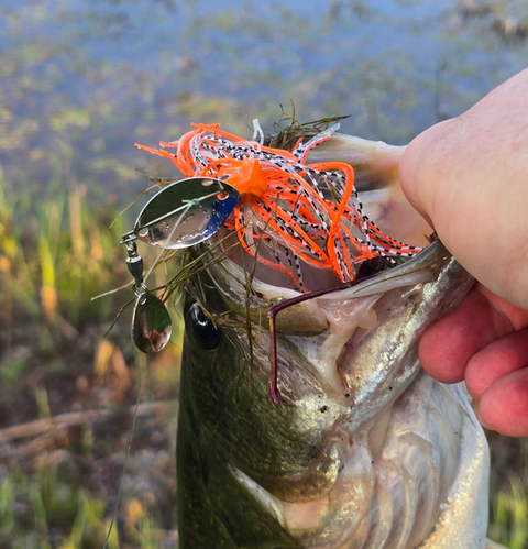 Shakin' Shad - Bladed Baits
