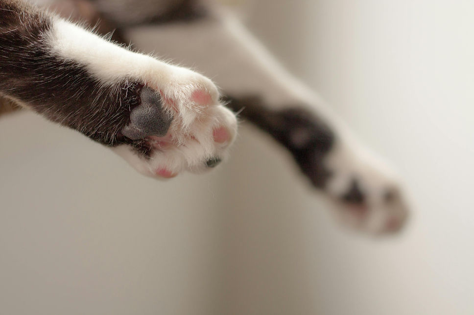 The Cat's Sass Rescue | Animal Rescue | Coalhurst, Alberta