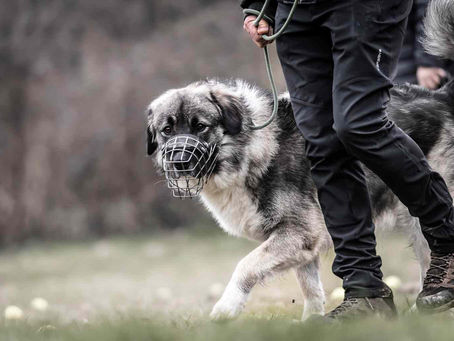 L’aggressività nei cani. La professoressa Danila d’Angelo: “Ogni animale reagisce in modo diverso a seconda di quanto sia stato abituato a gestire le percezioni emozionali”