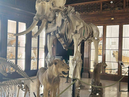 "Caporà' è muorto l’alifante". Antichi motti che raccontano la storia. L'elefante donato dal sultano Mahmud I al giovane re di Napoli, Carlo di Borbone