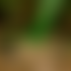 RAT Venom in Brazilian Hotels