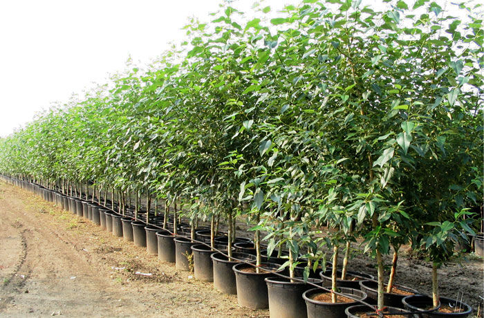 flowers-forever-plant-Nursery-company-tree-and-plant-nursery-nursery-tree-farm