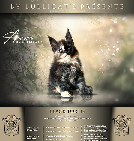 Aurora presentation and pedigree.PNG