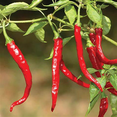 Cayenne Pepper