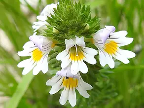 Eyebright Extract: Herbal Relief For Eye Irritation