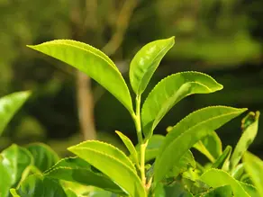 Green Tea Leaf: A Natural Powerhouse For Health And Wellness