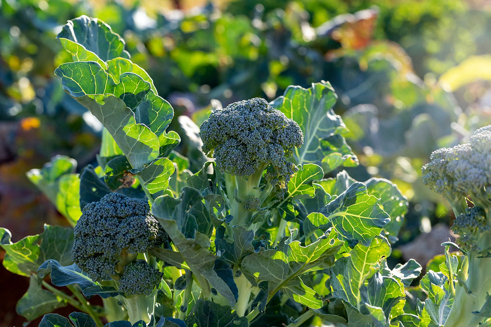 Benefits Of Broccoli