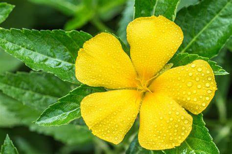 Damiana