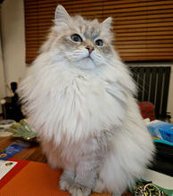 siberian cat neva masquerade