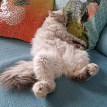 siberian cat neva masquerade