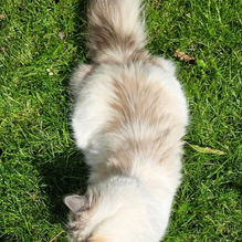 Siberian neva masquerade cat