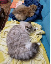 Siberian cats