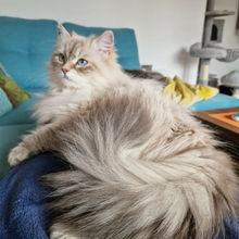 siberian cat neva masquerade