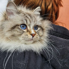 Siberian cat blue eyes