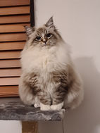 siberian neva masquerade cat blue eyes