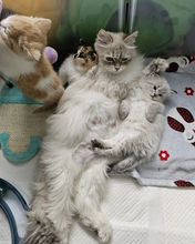 siberian cat neva masquerade