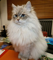 siberian cat neva masquerade