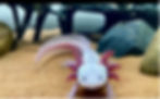 An axolotl