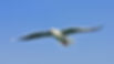 Soaring.jpg