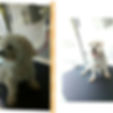 Diesel without name