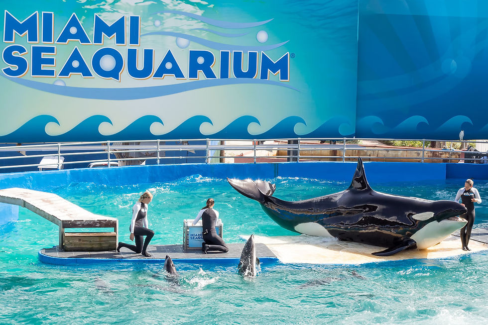 Miami Seaquarium whale show