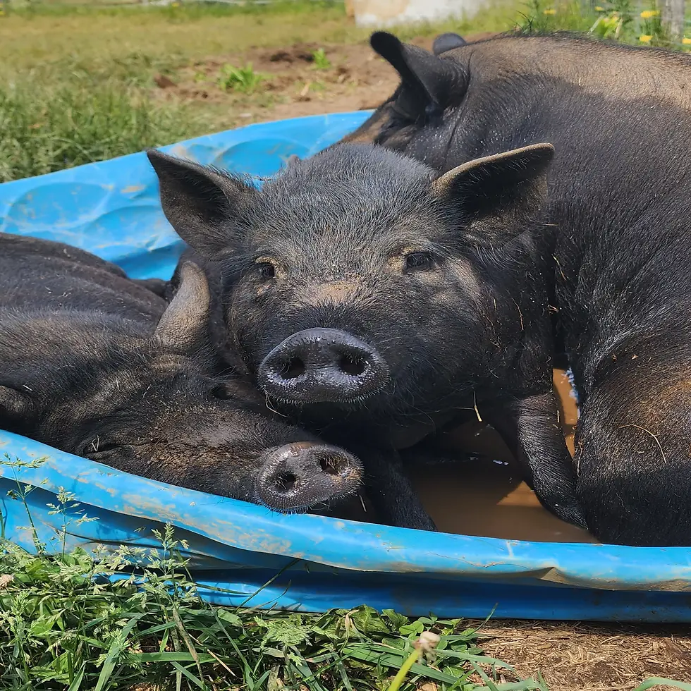 pigs in pool