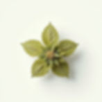 Sativa Sunrise Flower