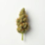 Hybrid Harmony Flower