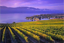 欧肯娜根 点击观看视频