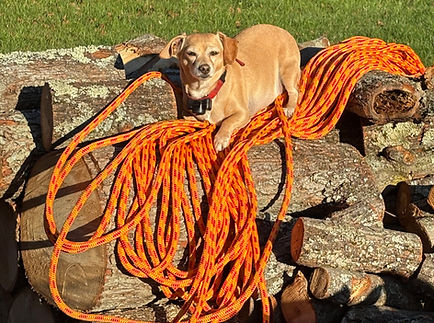 Fallen timber tree service and land clearing pile of firewood getting ready to be sold during the winter with zak's dog Mac on top laying on rope in Bath, NY.
