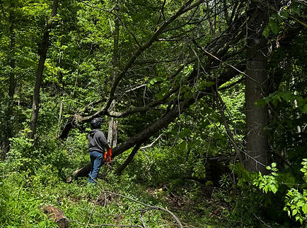Fallen Timber Tree Service performing land clearing on overgrown land with a chainsaw Finger Lakes, NY.