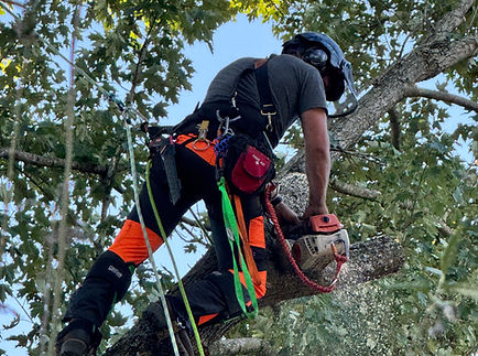 Fallen Timber Tree Service performing tree removal climbing a tree with rope and removing a large branch with a chainsaw in Bath, NY.