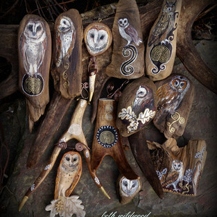 Owl Collection 