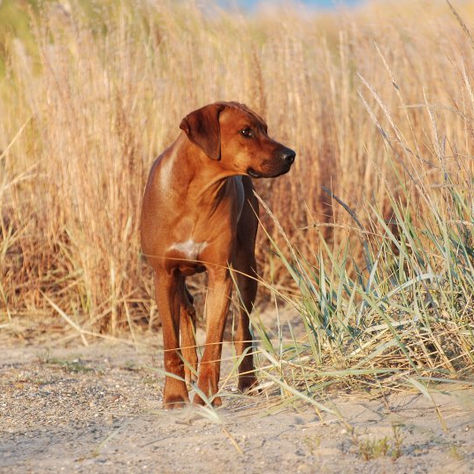 The Art of Breeding at Aariel: Balancing Health, Genetics, and the Future of a Breed