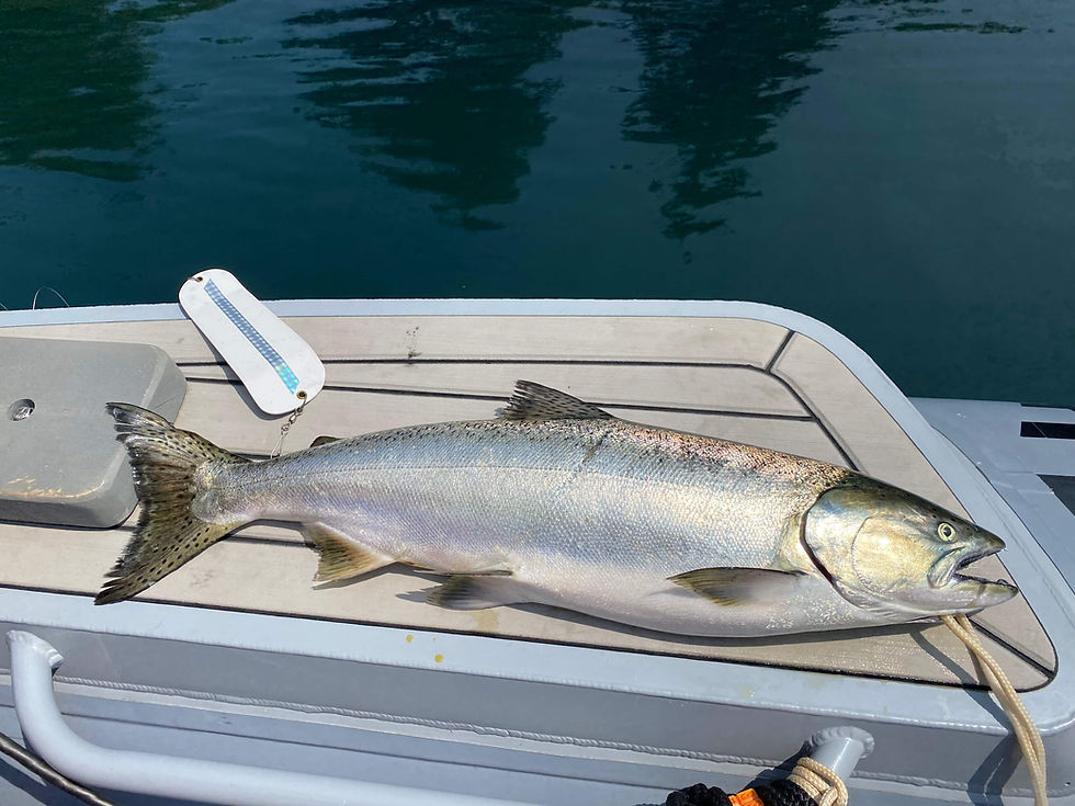 Salmon Fishing Tobermory